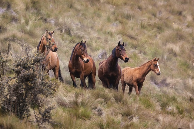 De ultieme keuzehulp voor de perfecte paardendeken